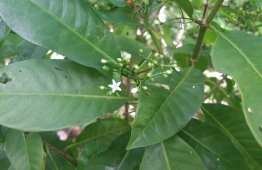 Белый цветок растения Psychotria insularum. Фото.