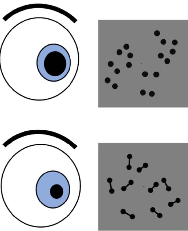Новая причина расширения зрачков. Когда человек видит много объектов, его зрачки тоже расширяются. Фото.