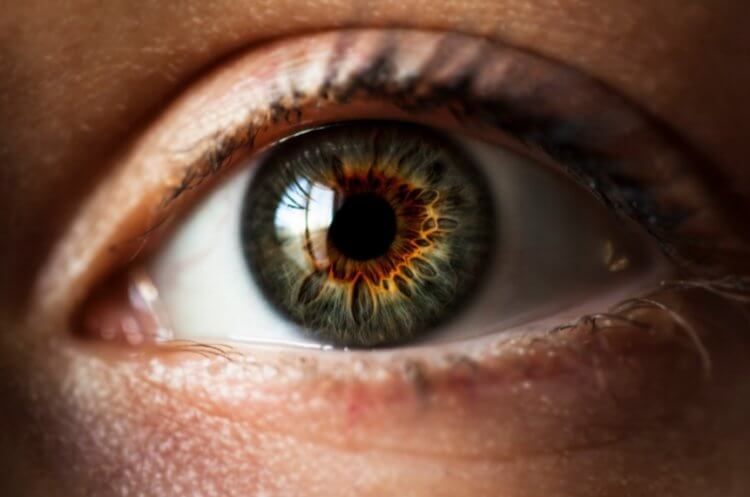 На что и почему реагируют зрачки человеческих глаз?