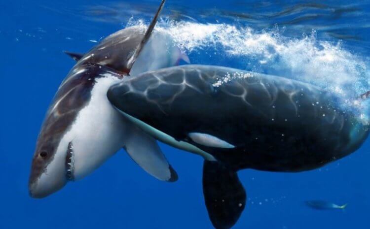 Особенности чешуи акул. Главными врагами акул являются косатки. Фото.