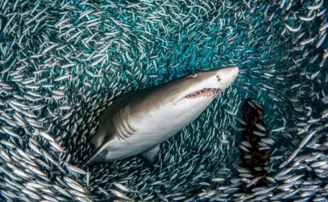 Почему рыбы трутся о тела опасных акул? Фото.