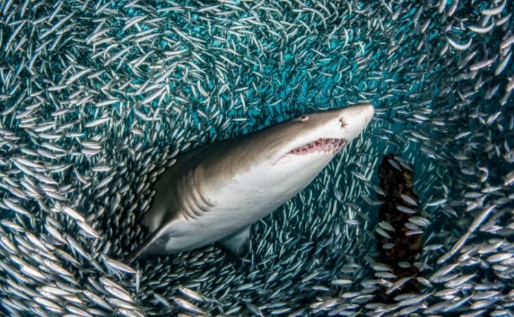 Почему рыбы трутся о тела опасных акул? Опасная акула в окружении маленьких рыб. Фото.