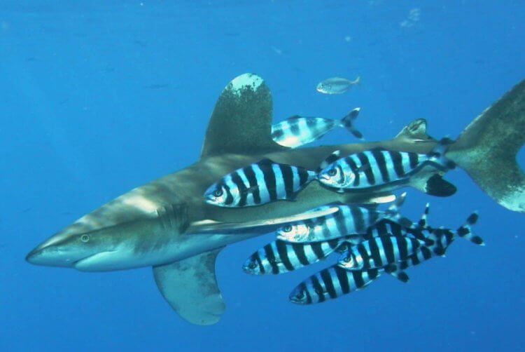 Как животные помогают друг другу? Рыбы-лоцманы рядом с акулой. Фото.