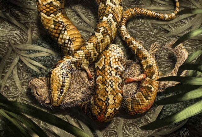 Ученые ошибались: древняя змея с четырьмя ногами оказалась ящерицей. Фото.