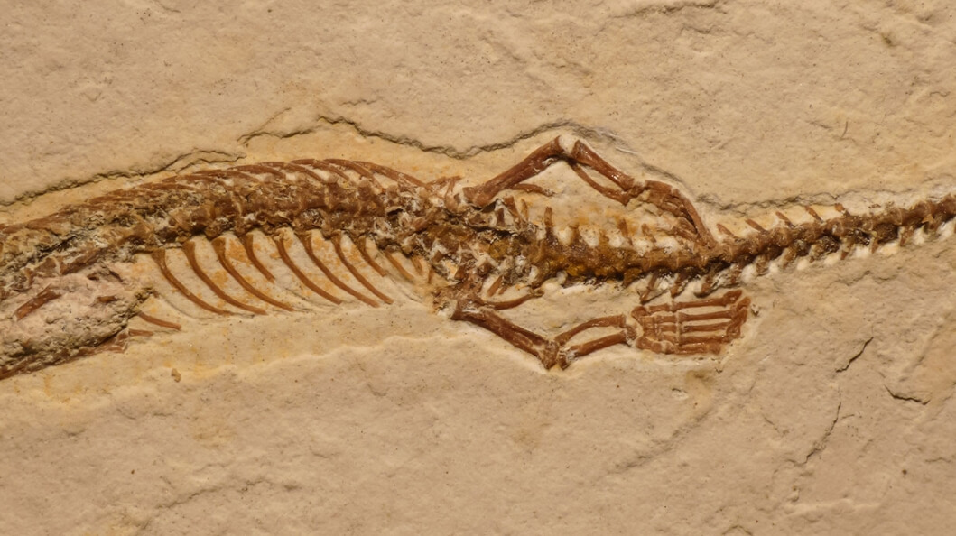 Окаменелые останки Tetrapodophis amplectus. Фото.