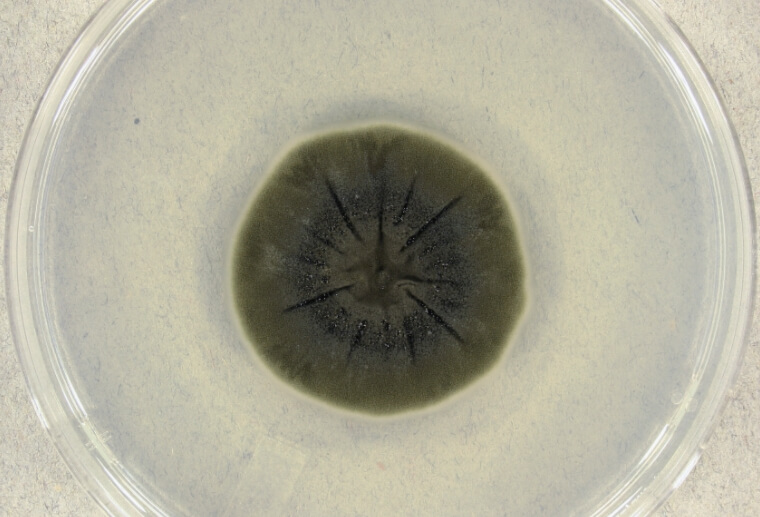Защита от космического излучения. Грибок кладоспориум, который растет под воздействием радиации. Защита от космического излучения. Грибок кладоспориум, который растет под воздействием радиации. Фото.