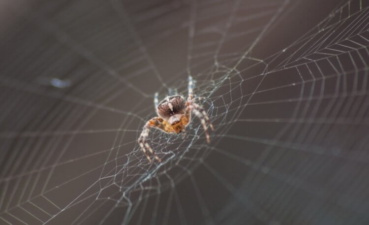 Из чего состоит паутина и как пауки плетут свои ловушки?
