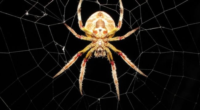 Из чего состоит паутина и как пауки плетут свои ловушки? Фото.