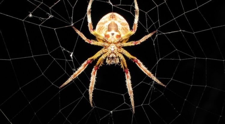 Из чего состоит паутина и как пауки плетут свои ловушки? Искусственный интеллект подсказал, как пауки плетут свою паутину. Фото.