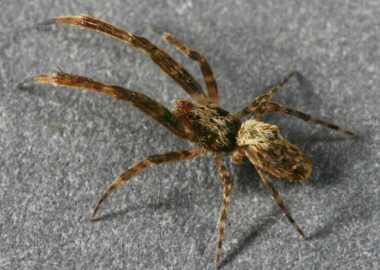 Из чего состоит паутина и как пауки плетут свои ловушки?
