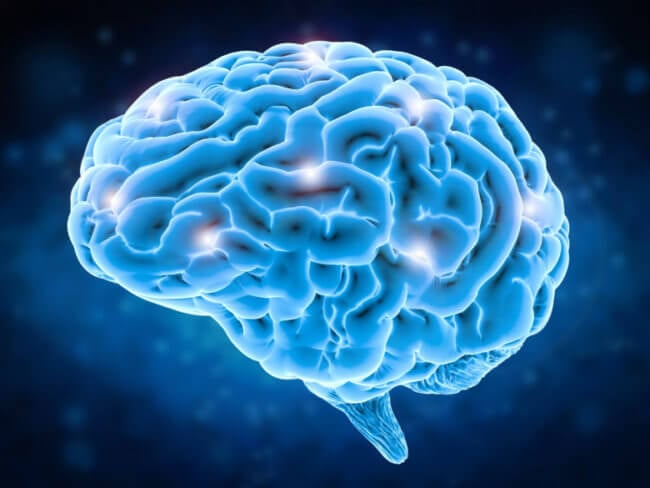 Ученые обнаружили ключевое отличие мозга человека от мозга животных. Фото.