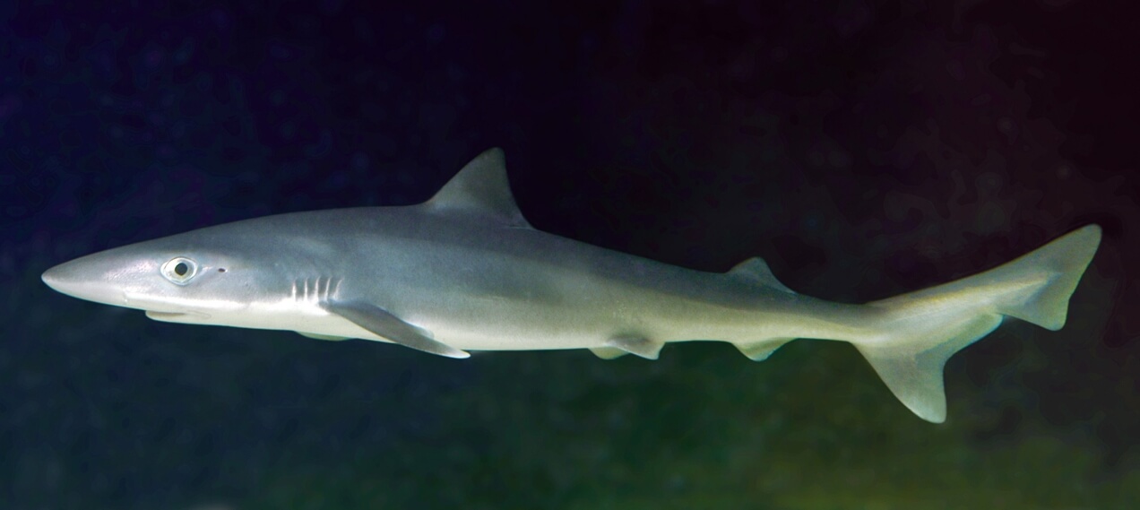 Возвращение животных в реку Темза. Суповая акула (Galeorhinus galeus). Фото.