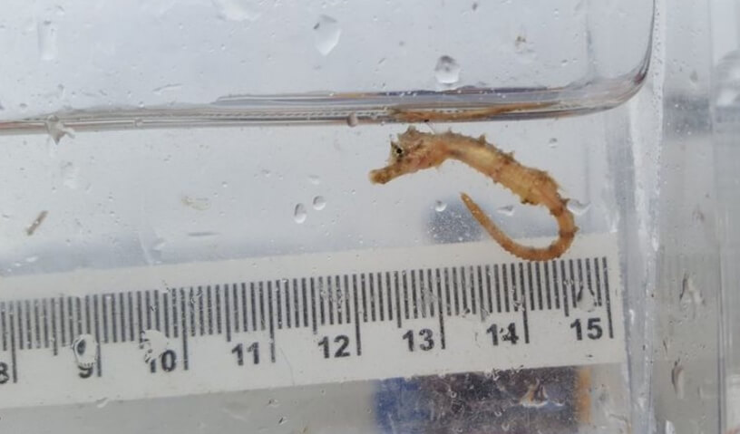 Возвращение животных в реку Темза. Морской конек, который был обнаружен в Темзе. Фото.