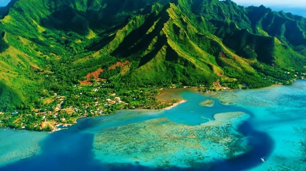 Особенности плотоядных пчел. Пчелы-падальщики обитают в Коста-Рике и других теплых местах. Фото.