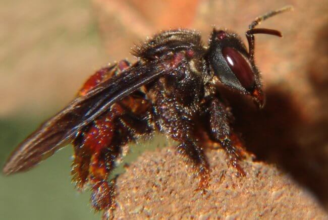 Ученые узнали подробности о пчелах, которые едят мясо животных. Фото.