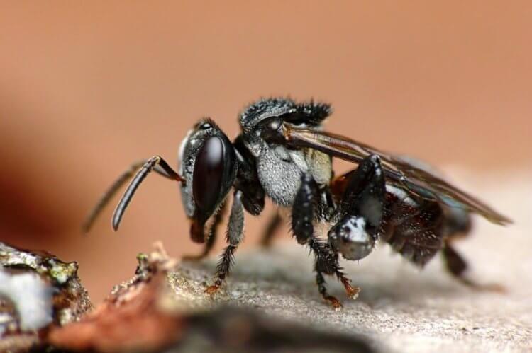 Особенности плотоядных пчел. Пчелы-падальщики не имеют жала, но у них есть мощные челюсти. Фото.