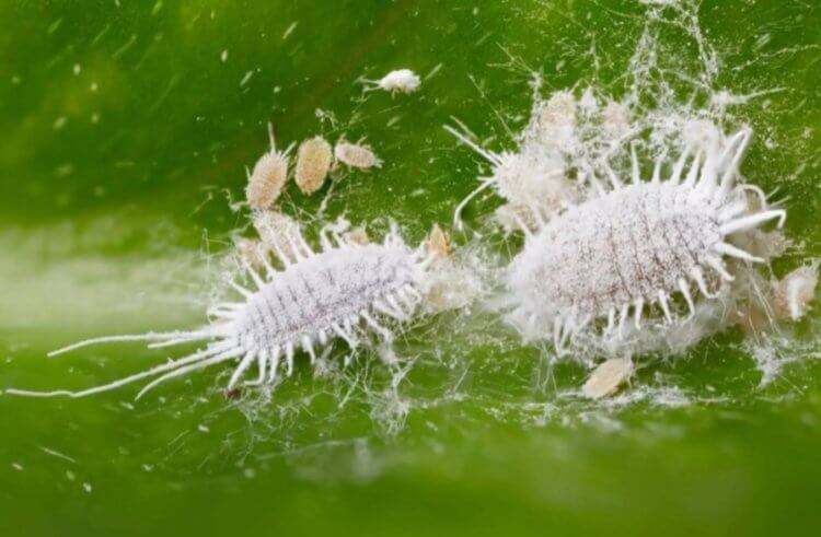 Как осы-паразиты спасли жизни миллионов людей?