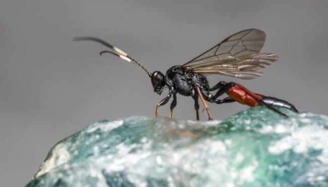 Как осы-паразиты спасли жизни миллионов людей? Фото.