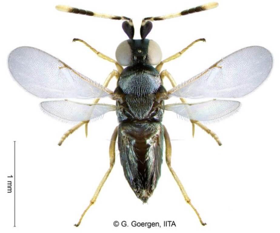 Паразитическая оса Epidinocarsis lopezi. Фото.