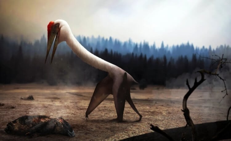 Ученые выяснили как взлетало самое большое летающее существо. Птерозавр Кетцалькоатлия, самое крупное летающее существо, которое когда-либо существовало на Земле. Фото.