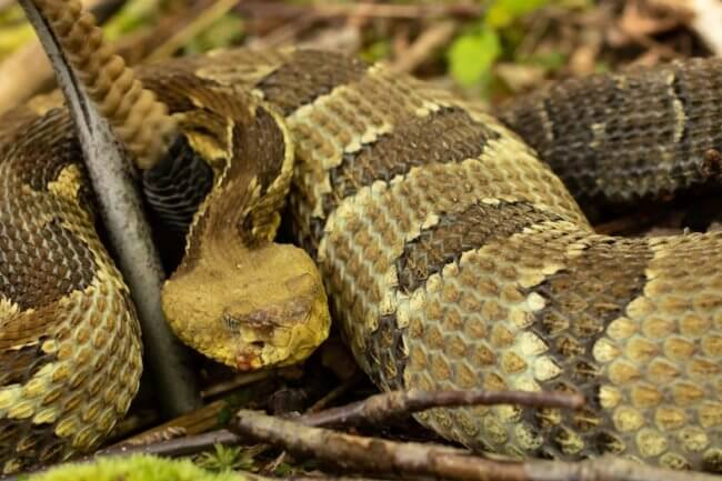 Змеи Северной Америки массово вымирают от загадочного грибка. Фото.