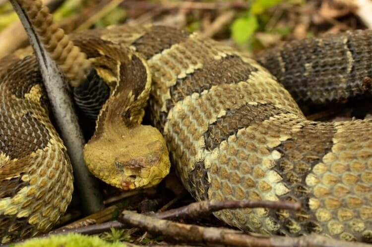 Змеи Северной Америки массово вымирают от загадочного грибка. В Северной Америке змеи оказались под угрозой вымирания от опасного грибка. Фото.
