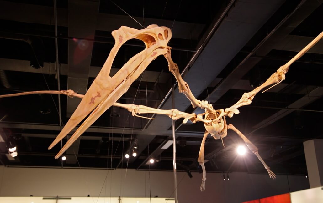 Необычный птерозавр Кетцалькоатлус. Скелет динозавра Кетцалькоатлия. Необычный птерозавр Кетцалькоатлус. Скелет динозавра Кетцалькоатлия. Фото.