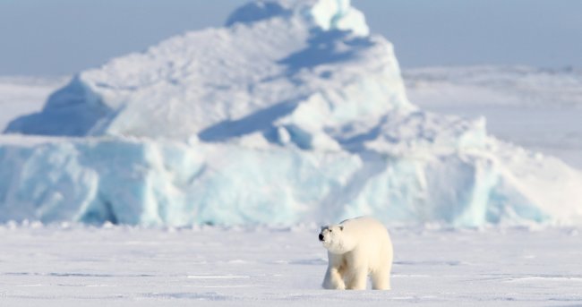 Арктику ожидают обильные дожди и вымирание животных. Фото.