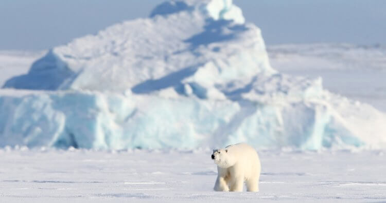 Арктику ожидают обильные дожди и вымирание животных. Арктика в ближайшем будущем может стать дождливым регионом без снега и льда. Фото.