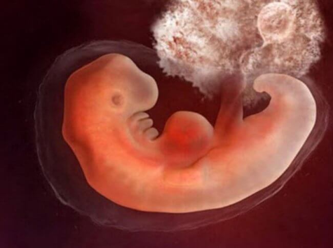 От кишечника зависит развитие сердца у эмбрионов. Фото.