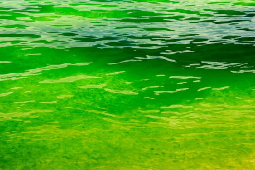 В результате цветения океан может поглощать большие объемы углекислого газа из атмосферы. Фото.