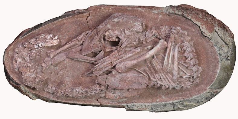 Эмбрион динозавра находится в яйце в таком же положении, как современные цыплята. Фото.