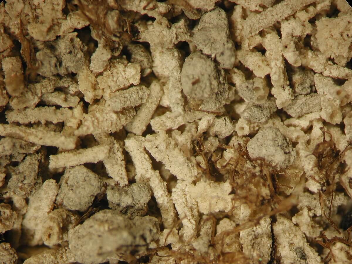 Основное действующее вещество препарата — аморфный карбонат кальция. Фото.