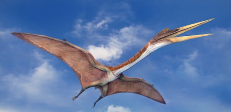 Ученые выяснили как взлетало самое большое летающее существо