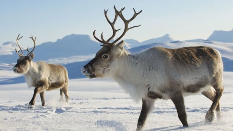 Арктику ожидают обильные дожди и вымирание животных