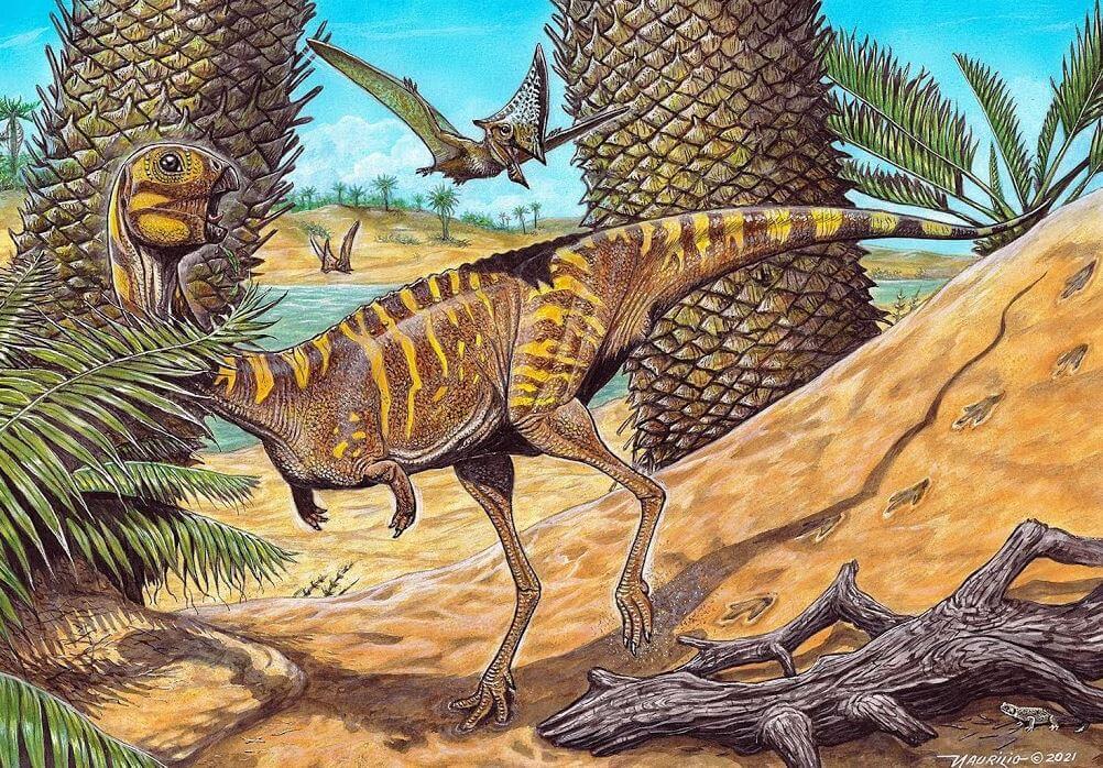 78n6788n97 lt;pgt;Среди самых необычных и удивительных динозавров, которые были обнаружены в 2021 году, достойное место занимает беззубый динозавр из Бразилии. Он был найден в штате Парана, который называют кладбищем птерозавров, так как здесь содержится огромное количество окаменелостей этих животных. Поэтому, когда ученые обнаружили окаменелости существа с клювом как у попугая, они вначале подумали, что перед ними останки очередной летающей рептилии. Но результаты дальнейшего исследования их шокировали. Как оказалось, они обнаружили неизвестный ранее вида беззубого динозавра. Еще более странным является то, что животное принадлежит к группе под названием цератозавры, почти все из которых были плотоядными и, соответственно, имели зубы. Berthasaura leopoldinae жил в период между 80 и 70 миллионами лет назад в меловой период. Свое имя он получил в дань уважения Берте Лутц, бразильской ученой, отстаивавшей избирательное право женщин, а также Марии Леопольдине , австрийке, которая стала императрицей Бразилии и была защитницей естественных наук.