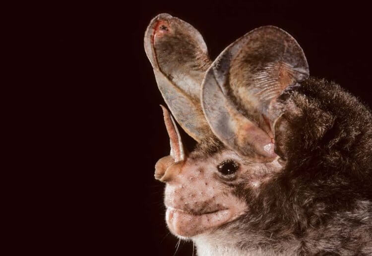 Спектр вампира — идеальный ночной охотник. Chrotopterus прячутся от призрачной летучей мыши в водопроводных трубах и пещерах. Фото.