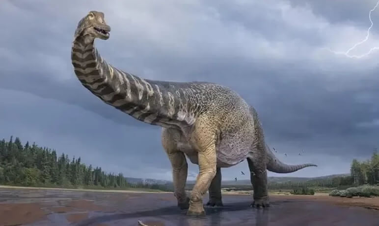 Australotitan cooperensis lt;pgt;Мало кто знает, но открытие новых видов динозавров - это не редкое событие в мире палеонтологии. Ежегодно появляется более 40 новых видов этих доисторических животных. В частности, в 2021 году ученые сообщили об открытии 42 новых видов динозавров. Такой высокий темп объясняется несколькими факторами. Динозавры всегда вызывали большой интерес палеонтологов, в результате чего их изучением занимается большое количество ученых. Кроме того, периодически происходит переосмысление старых видов. К примеру, динозавр игуанодон оказался на самом деле несколькими разными видами динозавров. Кроме того, открытию новых видов динозавров способствуют современные компьютерные технологии, которые позволяют исследователям получить больше информации об этих животных. Предлагаю ознакомиться с пятью наиболее интересными на мой взгляд динозаврами, которые стали достоянием уходящего года.