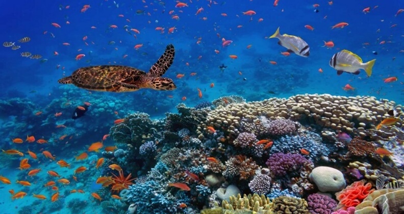 Повышение содержания щелочи может в повлиять на биоразнообразие океана. Фото.