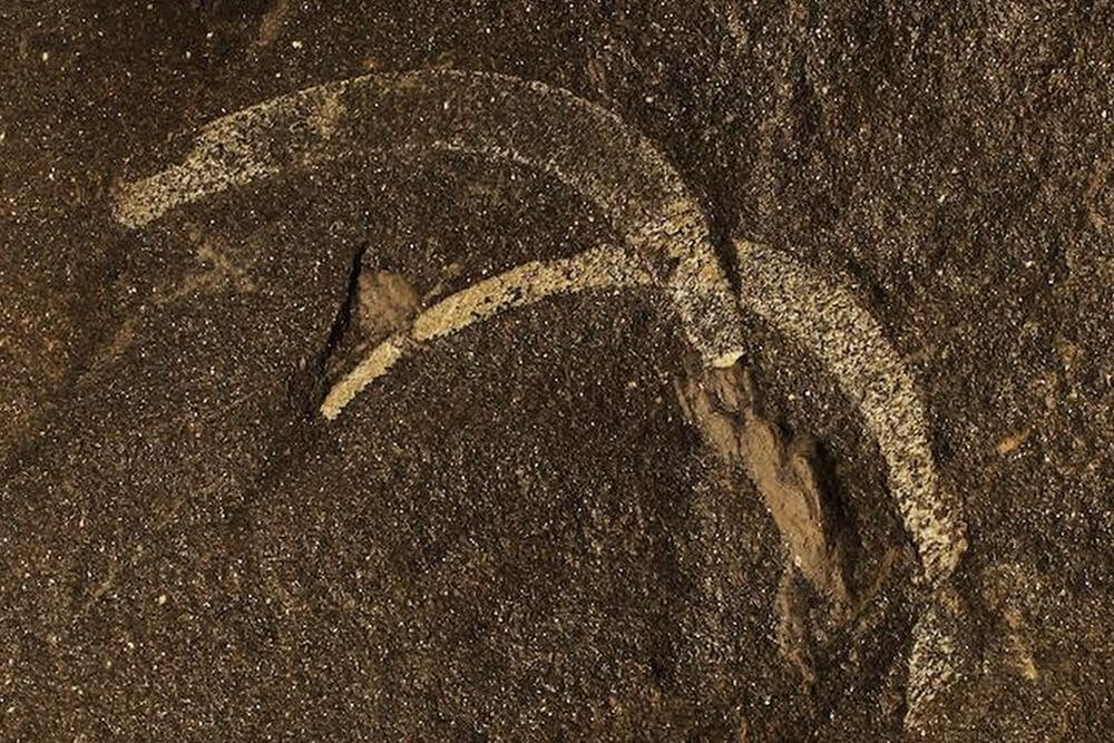 Где доисторические черви добыли серебро. Лагерштетт — окаменелость, которая содержит мягкие ткани древних организмов. Фото.