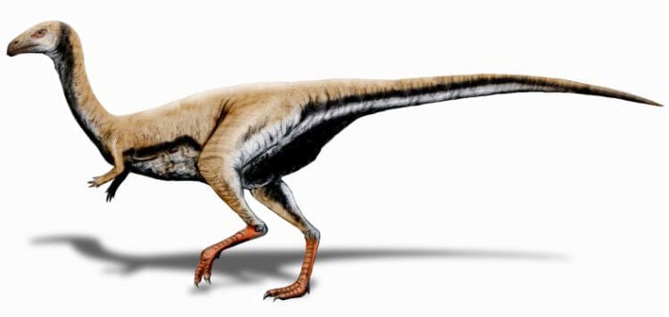Бразильский динозавр не имел зубов от рождения. Limusaurus inextricabilis — беззубый динозавр, живший на территории Китая более 150 миллионов лет назад. Фото.