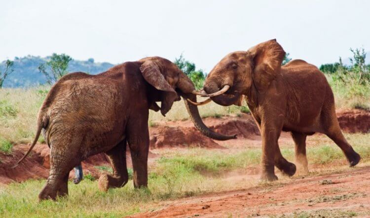 Ученые выяснили, почему молодые слоны ведут себя агрессивно