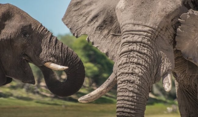Ученые выяснили, почему молодые слоны ведут себя агрессивно. Фото.