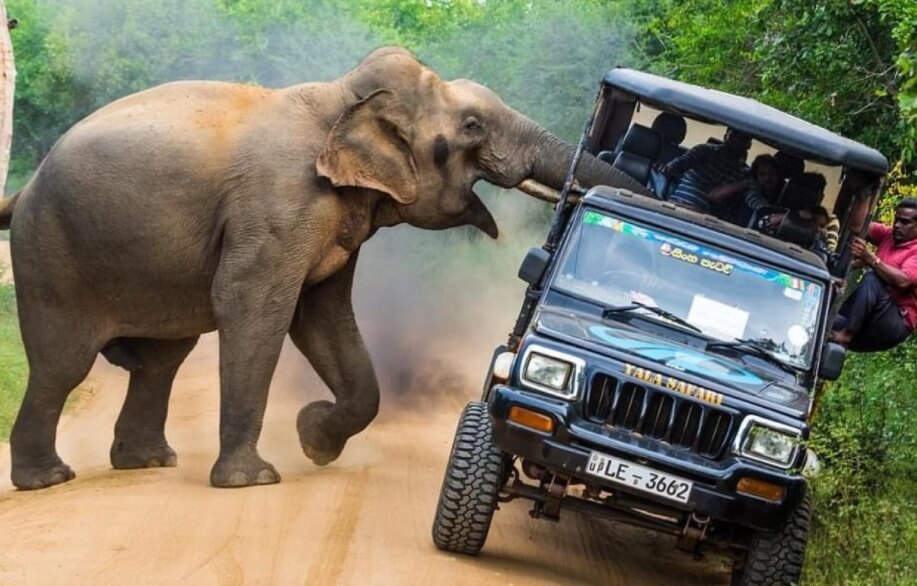 Почему слоны агрессивные? Агрессивные слоны обычно нападают только на чужаков. Фото.