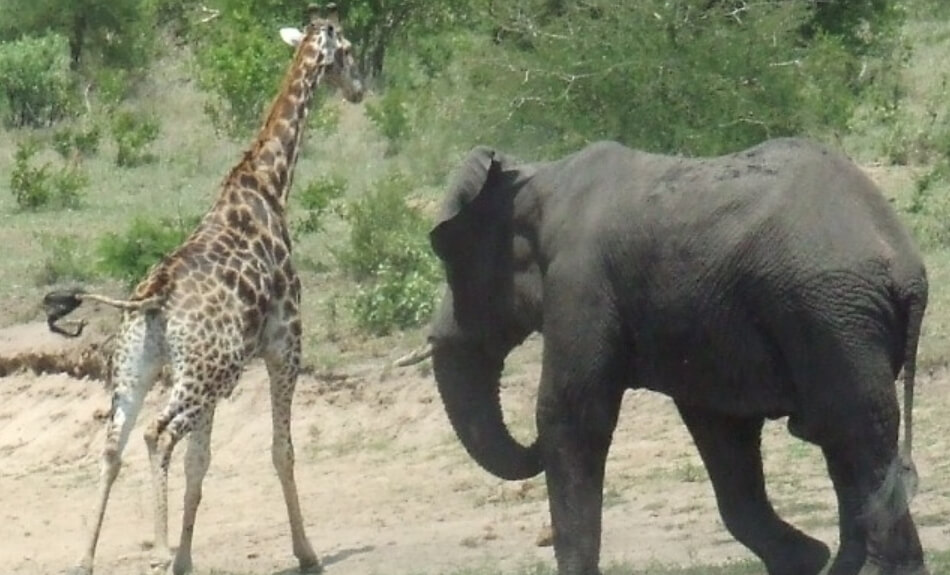 Образ жизни самцов слона. Агрессивный слон гонится за жирафом. Фото.
