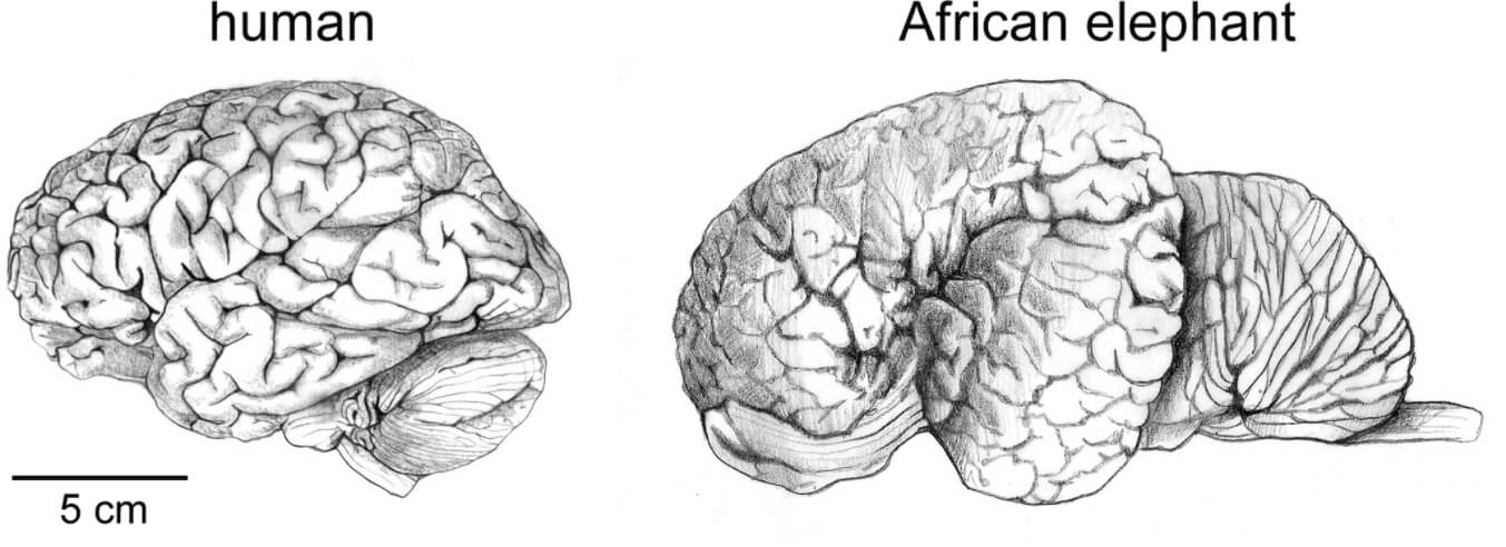 Уровень интеллекта слонов. Мозг человека и слона. Фото.