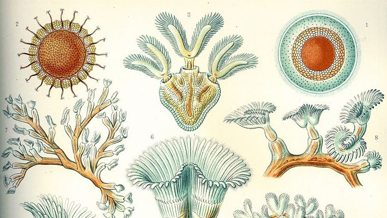 Жизнь подо льдом. Мшанки бывают разных форм и размеров. Фото.