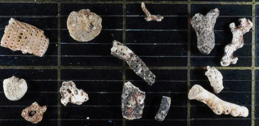 Жизнь подо льдом. Жизнь под ледником существует на протяжении тысяч лет. Фото.