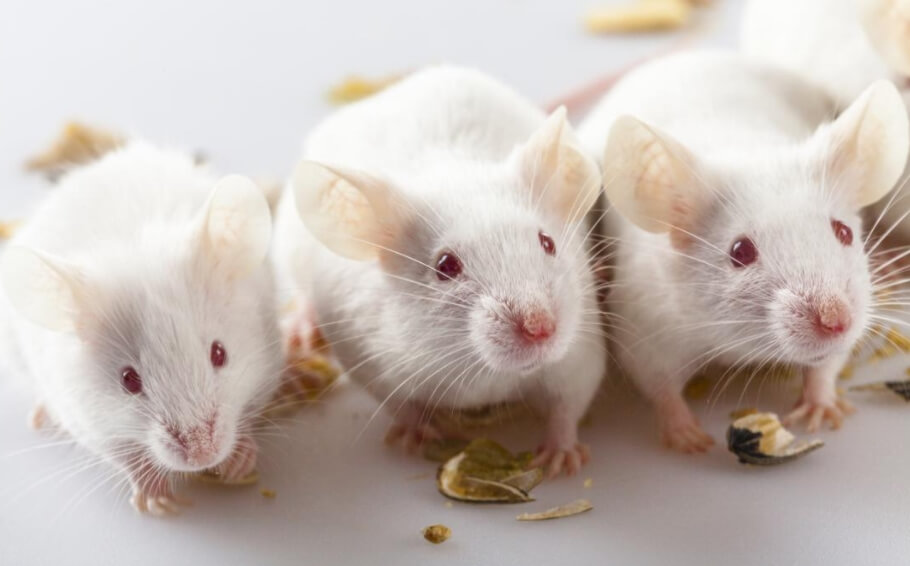 Компоненты сибирской язвы помогли унять боль у лабораторных мышей. Фото.