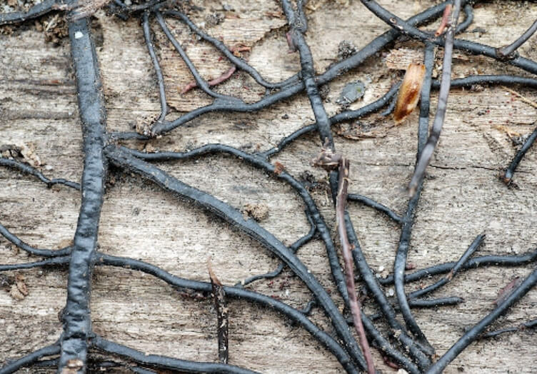 Ризоморфы в природе. Фото.